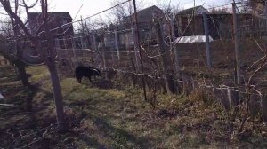 Прививка вишни 14 марта 2019 года.