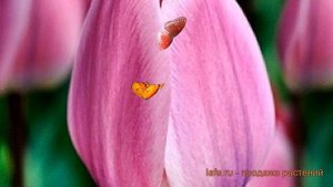 Тюльпан гибридный Лайт энд Дрими (tulipa) ? обзор: как сажать, луковицы тюльпаны Лайт энд Дрими