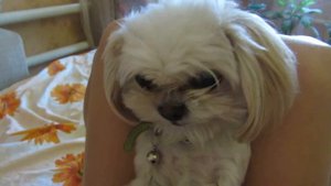 жадная собака Боня