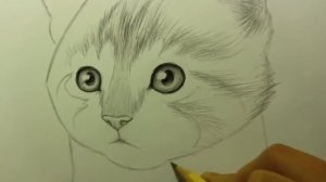Как нарисовать котёнка?Легко и просто!)