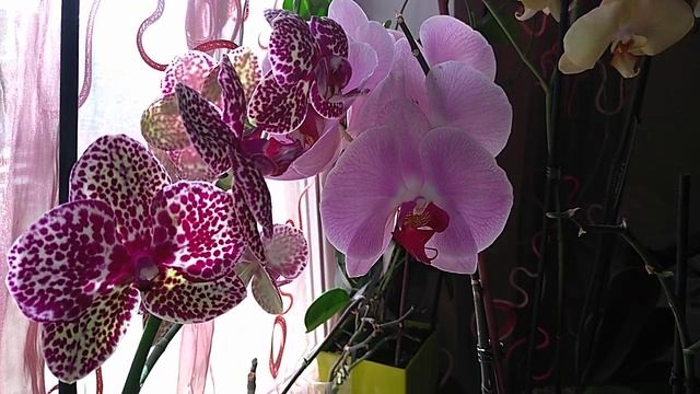 Мошенники в продажах Орхидей. Куда обратиться. смотреть онлайн