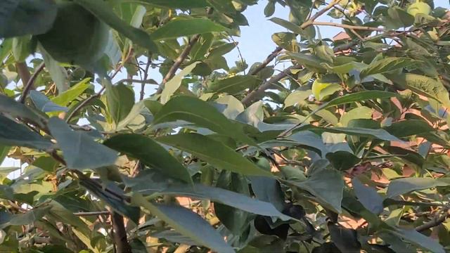 🍑ХУРМА в Южном дворике.🍊Август 2023. смотреть онлайн