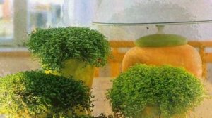 SOLEIROLIA  SOLEIROLII   /   СОЛЕЙРОЛИЯ   /   КОМНАТНОЕ  РАСТЕНИЕ   /   ПРАВИЛА УХОДА