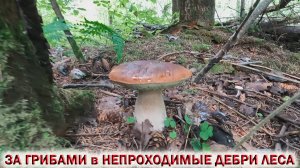 ❗ ЗА ГРИБАМИ в НЕПРОХОДИМЫЕ ДЕБРИ ЛЕСА. Грибы в Подмосковье 2024 Август🌳🍄🌲