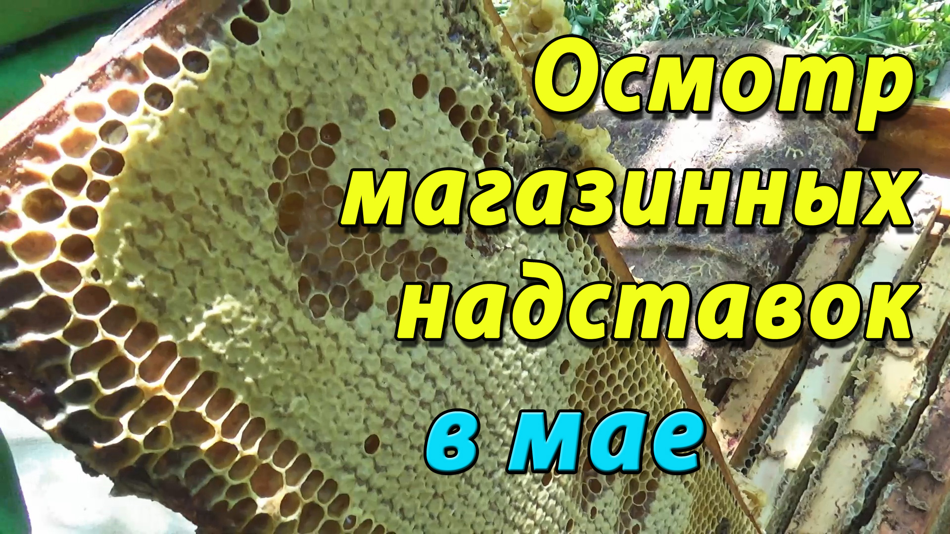 Осмотр магазинных надставок в мае. Подготовка к откачке майского мёда. смотреть онлайн