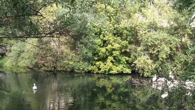 ПТИЦА ПЕЛИКАН. САМЫЕ КРУПНЫЕ ПТИЦЫ .