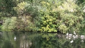 ПТИЦА ПЕЛИКАН. САМЫЕ КРУПНЫЕ ПТИЦЫ .