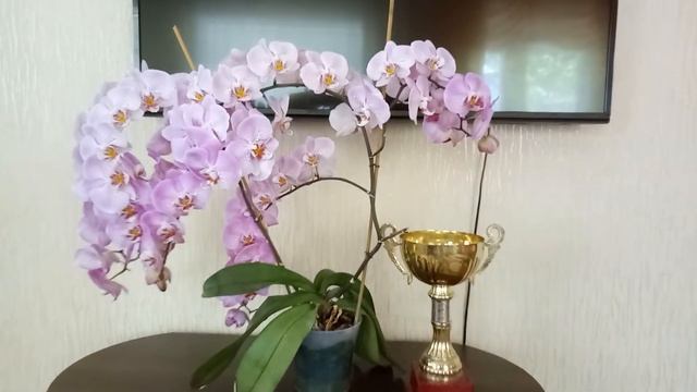 Моя любимая королевская орхидея розового цвета!Она цветет дольше остальных орхидей! смотреть онлайн