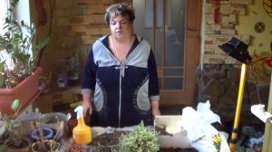 Апорокактус. Мексиканский Лесной Кактус. Уход , Полив, Подготовка к Цветению.