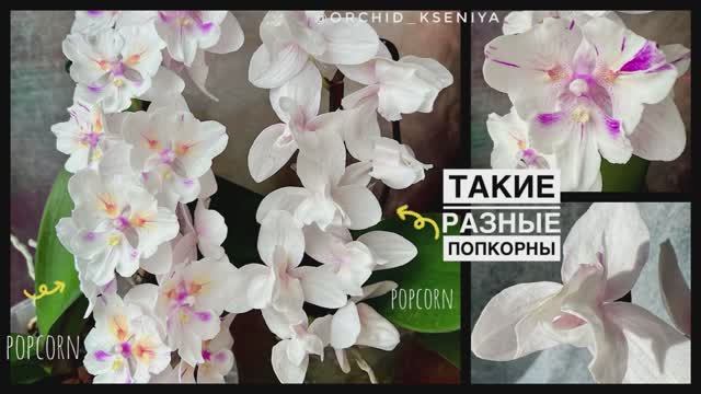 Два Попкорна 🍿Такие разные! 😍 Phal. Popcorn 🍿| Charming Warszawa ‘1214 | Биглипы | Обзор сорта 🌸