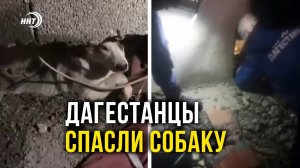 В Махачкале спасли собаку, застрявшую в стене