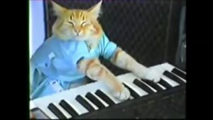 Мем кот играет на пианино)))