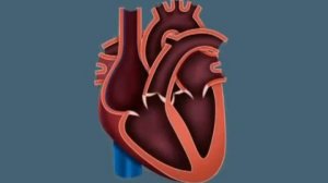 Анатомия Человека   Сердце строение, работа