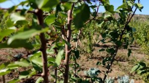 Итоги летней окулировки взрослых деревьев