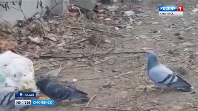 Житель смоленского райцентра обнародовал видео из жизни крыс смотреть онлайн