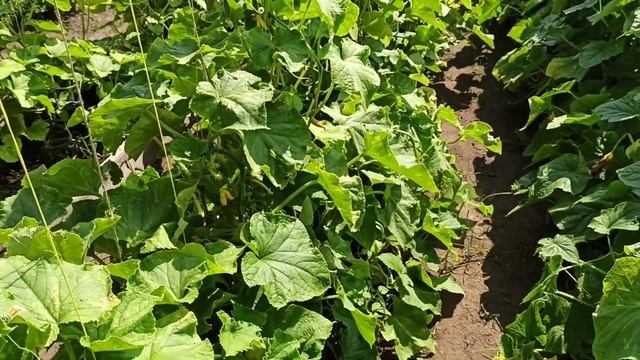 Урожайные сорта огурцов смотреть онлайн