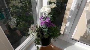 Цветы на балконе. Отличное решение для балкона на солнце. Эустома, алиссум, ипомея в одном горшке.