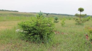 Стрижка ели обыкновенной