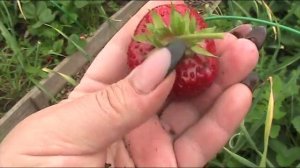 Земляника садовая  Кисс неллис. Июль 2017 г //Секреты хороших урожаев.