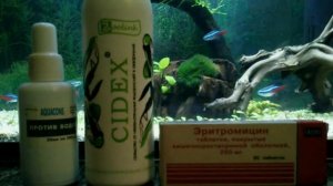 Средство против сине-зеленых водорослей в аквариуме