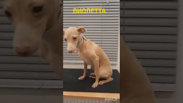 Питомник Левреток Angelo Celeste. Звоните, тел. +7 911 967 77 74 Ирина. смотреть онлайн