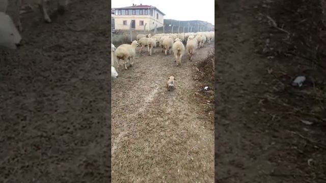 Щенок затесался в стадо овец