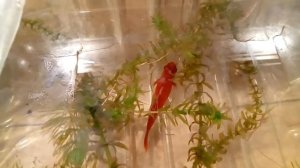 Рубиновая самка меченосца принесла потомство