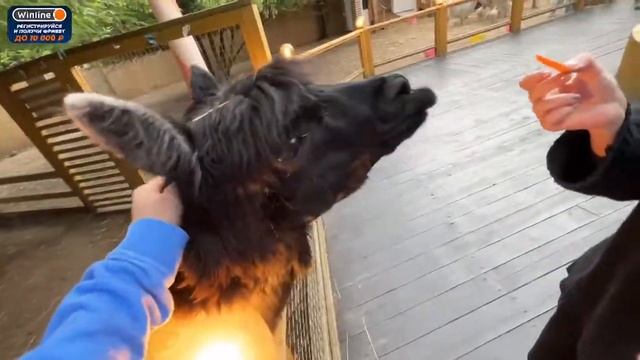 ПАРАДЕВИЧ И КАЯ КОРМЯТ АЛЬПАКУ НИГ$РА смотреть онлайн