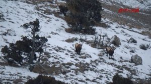 Горная охота Эдуарда Бендерского. Пакистан. Гималайский козерог. 2018 год.
