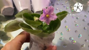 Покупки фиалок-химер. Чем обработать новые растения? Входящая обработка.