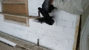 Коллекция Северокавказских Бойных Голубей! В гостях у Николая Георгиевича Исаенко! ? +79097651548