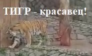 Тигр - красавец!