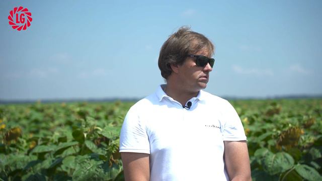 Производственный участок гибридизации подсолнечника / ЛГ 50479 СХ