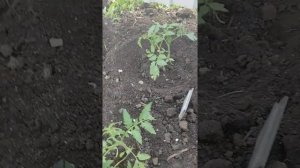 САЖАЕМ НИЗКОРОСЛЫЕ ТОМАТЫ В ГРУНТ.