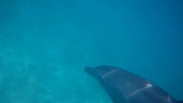 Dauphin palm beach resort hurghada 2013 смотреть онлайн