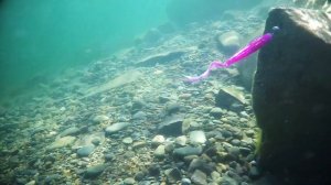 Силиконовая приманка Сибирский Шаман Минога под водой