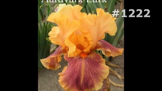 #1222. Ирисы - самые яркие цветы смотреть онлайн