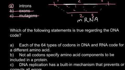 Introns, exons and codons