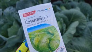 Надоели ВРЕДИТЕЛИ на КАПУСТЕ? Сделайте ТАК и ОНИ ИСЧЕЗНУТ МОМЕНТАЛЬНО!