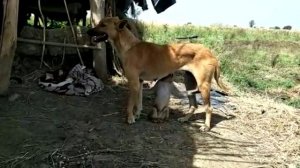 Dog adopts abandoned baby monkey in India