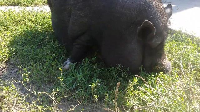 Плюсы содержания вьетнамской вислобрюхой свиньи смотреть онлайн