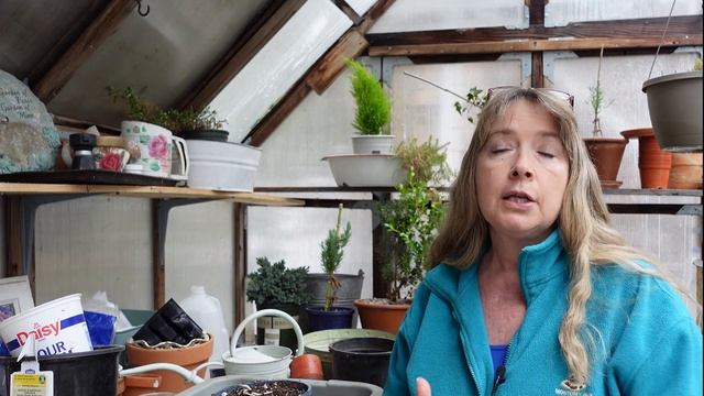 Plant Sea Holly Flowers in Pots (Eryngium) смотреть онлайн