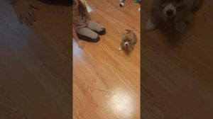 Как отучить щенка кусаться