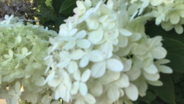 Component Parts Of A Flower🌺Tutorial Tour😎Science Terms: Pistil, Stamen, Sepal, Perfect Flower🌸 смотреть онлайн