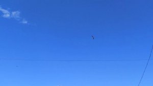 Полет журавлей в г. Чугуев