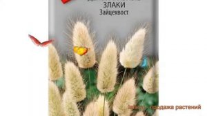 Зайцехвост декоративная Зайцехвост (zaytsekhvost) ? обзор: как сажать, семена зайцехвоста Зайцехвос