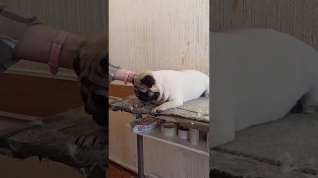 Подстригли мопса! /стрижка собак. смотреть онлайн