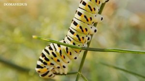 Вишня гниет на дереве-плодовая гниль. Монилиоз: чем лучше обработать вишню.