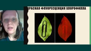 Фотосинтез у орхидей