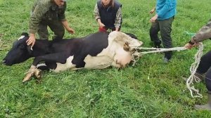 Раскручивание матки у коровы методом Шифера